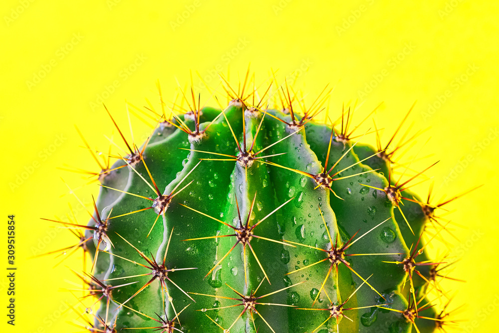 Green cactus Summer style. Artistic Design. Yellow background Green cactus Summer style. Artistic Design. Yellow background