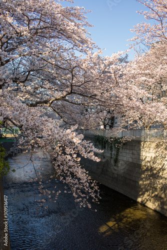 Sakura Tokyo