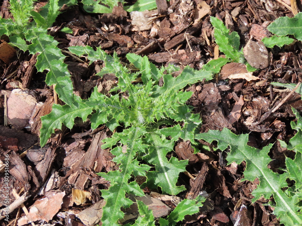 Canadian, creeping or field thistle Canadian, creeping or field thistle