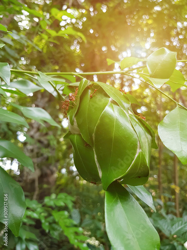 Ants teamwork, Ants nest on the tree, Red ants working weaver nest with green leaves in the natural forest in summer with bokeh and flare light on the background. Selective focus image.