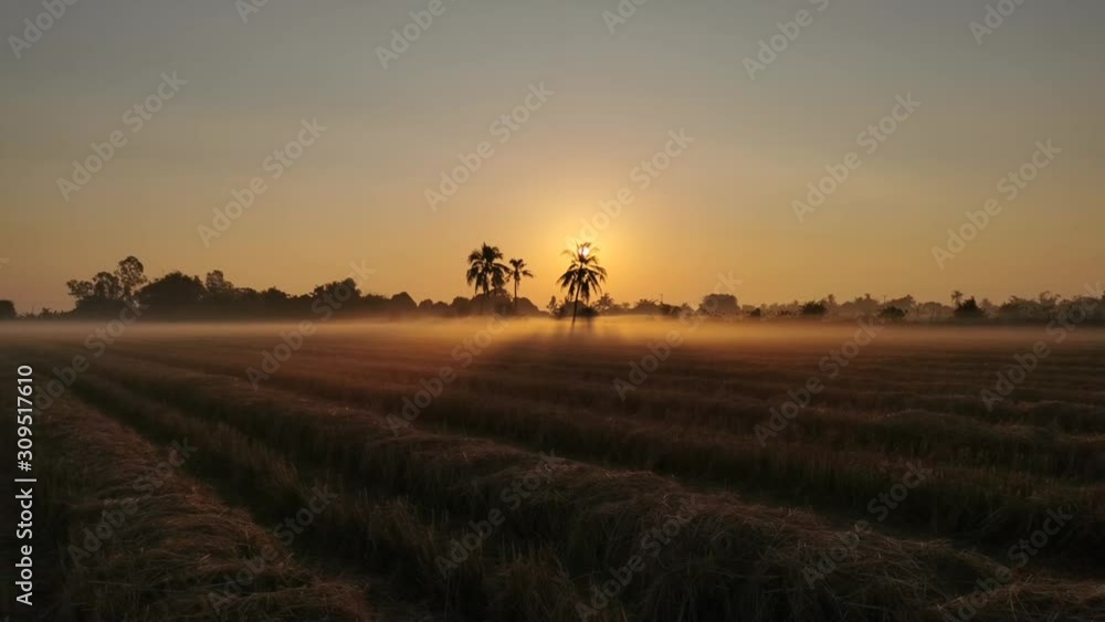 custom made wallpaper toronto digitalThe sunrise in the morning in the rice field in the midst of winter fog.