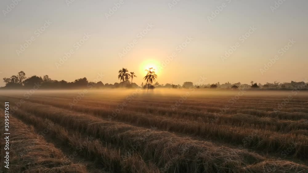 The sunrise in the morning in the rice field in the midst of winter fog. The sunrise in the morning in the rice field in the midst of winter fog.