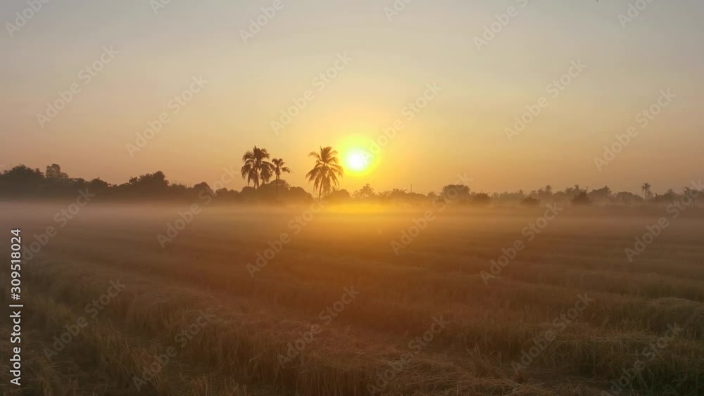 The sunrise in the morning in the rice field in the midst of winter fog. The sunrise in the morning in the rice field in the midst of winter fog.
