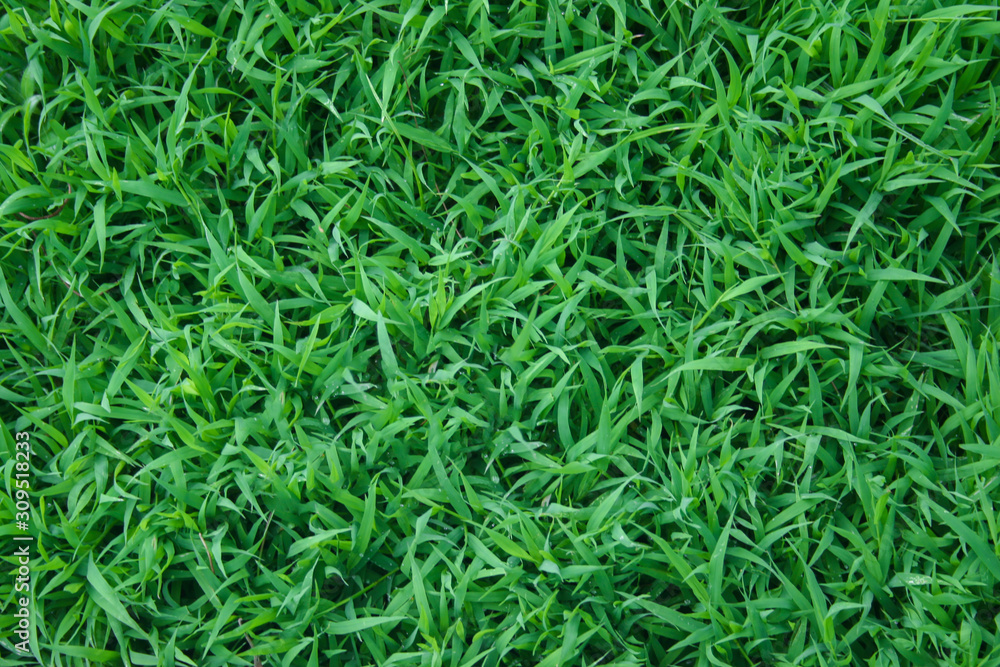 Green grass texture background Green grass texture background