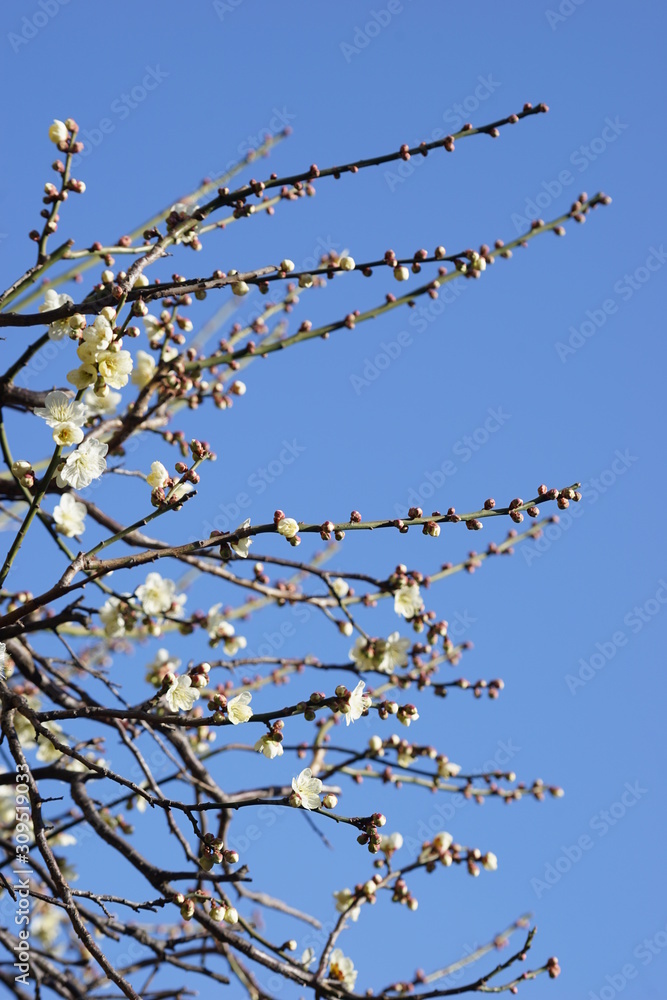 梅 白梅 青空 花 つぼみ 枝 昼間 青 春 梅 白梅 青空 花 つぼみ 枝 昼間 青 春