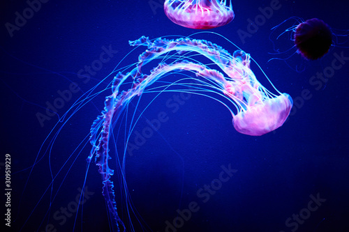 Fototapeta An elegant but dangerous jellyfish hovers in the weightlessness of the ocean