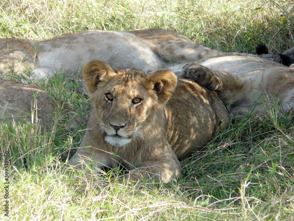 safari safari