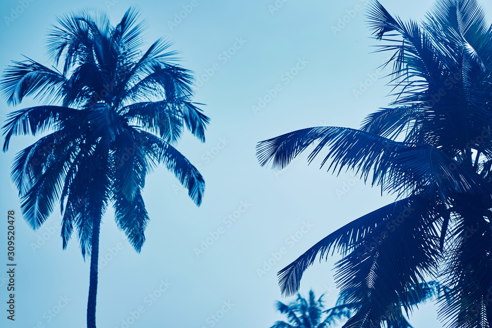Fototapeta premium Tops of palm trees against the sky closeup