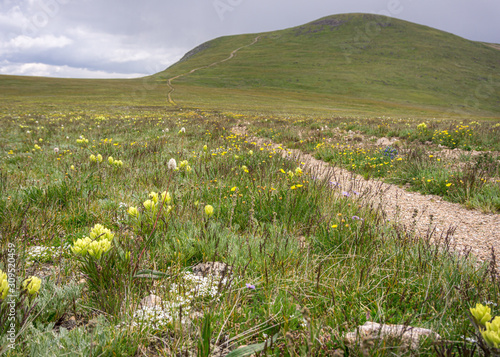 Colorado Meadows at Mount Guyot #4 photo