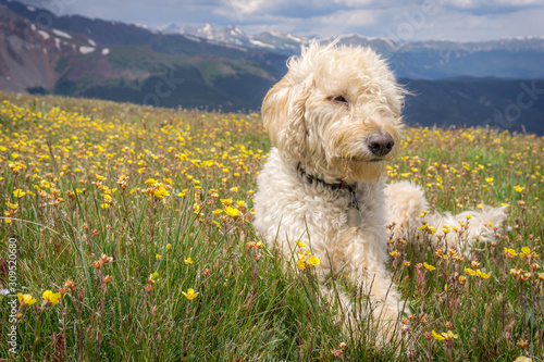 Colorado Traildog Near Mount Guyot #8