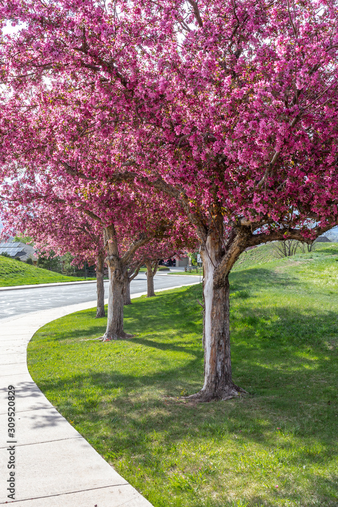 Row of Crabapple trees in bloom 
