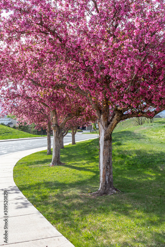 Row of Crabapple trees in bloom  © cherwoman730