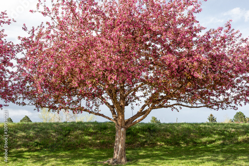 Showy Crabapple tree in Bloom  photo