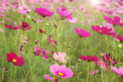 Pink cosmos flowers garden and flare sunlight