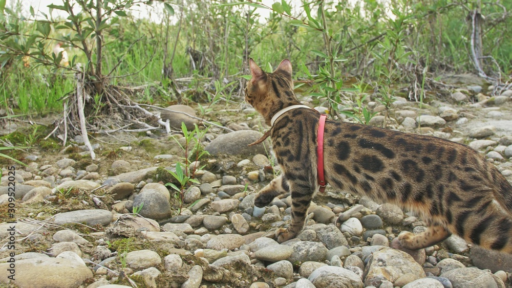 Obraz premium One cat bengal walks on the green grass. Bengal kitty learns to walk along the forest. Asian leopard cat tries to hide in the grass. Reed domesticated cat in nature. Domestic cat on beach near river.