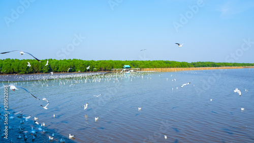 The beautiful landscape of nature blue sea view in day light and a lot of seagulls flying in the clear blue sky.