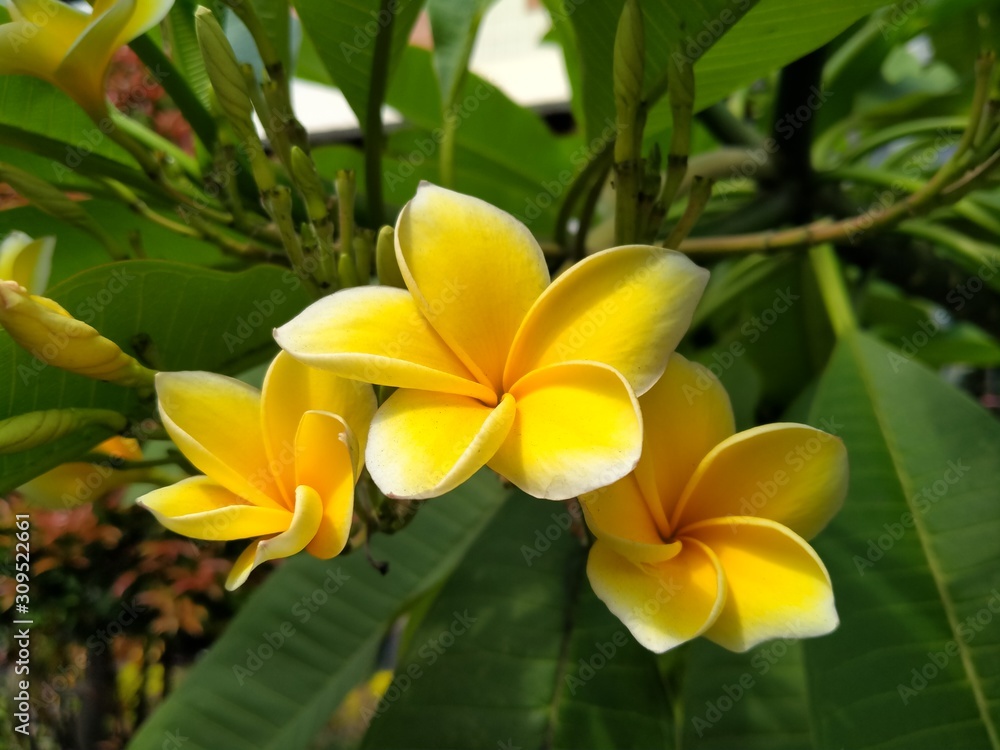 yellow flower yellow flower