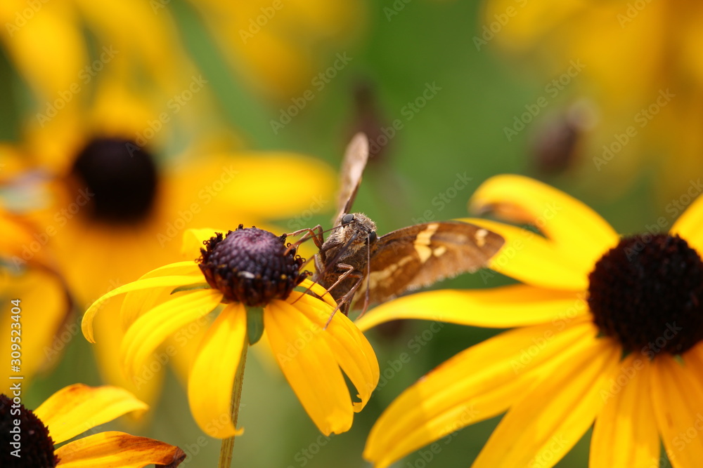 Moth on a flower