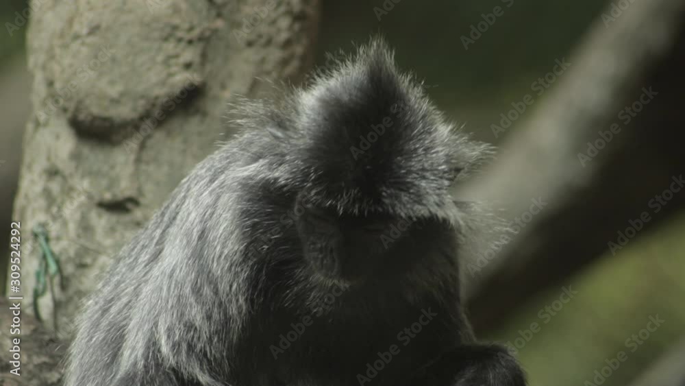 Silvery Langur monkey sitting on a branch looking around. Silvery Langur monkey sitting on a branch looking around.