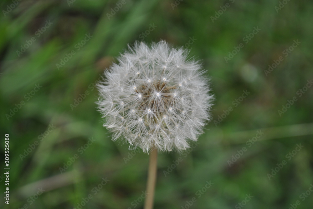 Fototapeta premium decorative plants