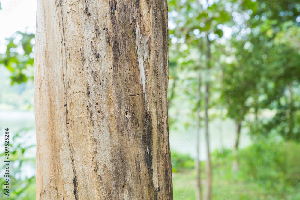 Teak tree in the forest with blurred background Teak tree in the forest with blurred background