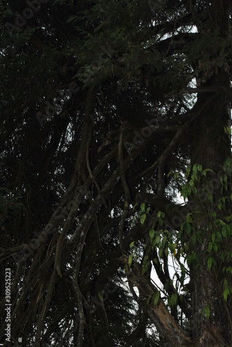 decorative plants