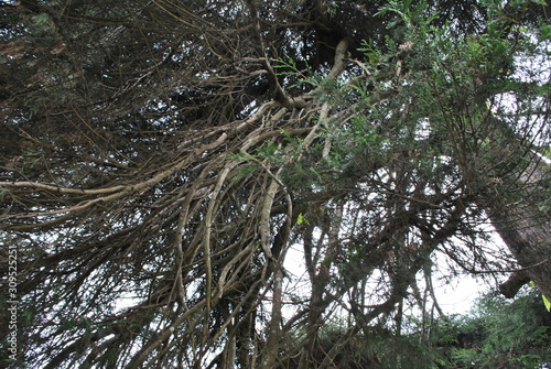 decorative plants