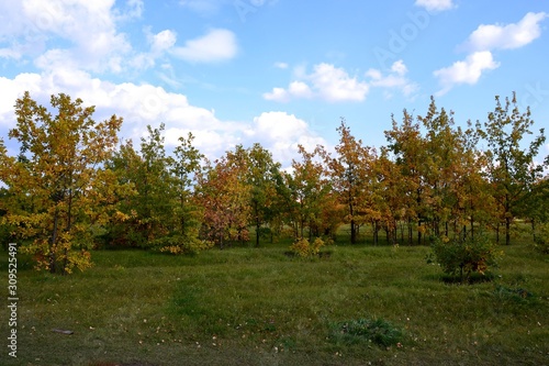 Overgrown seedlings in the laid Togliatti arboretum