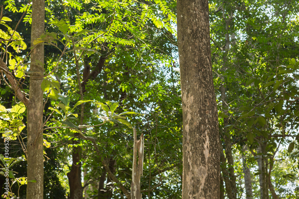Teak tree in the forest 