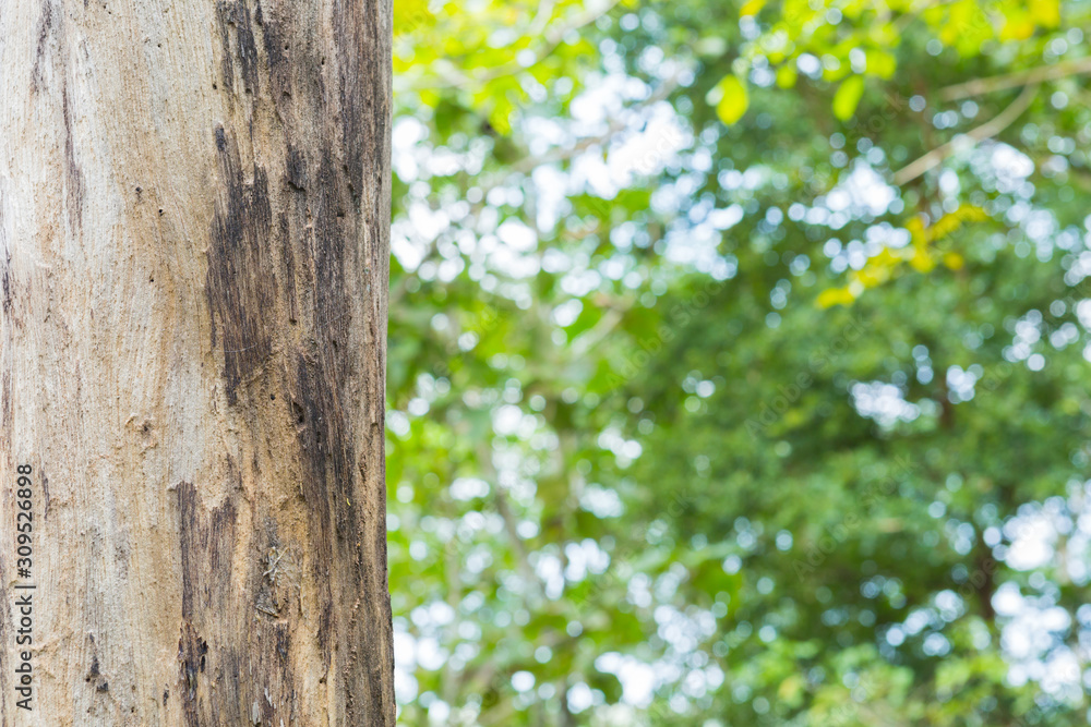 Teak tree in the forest with blurred background Teak tree in the forest with blurred background