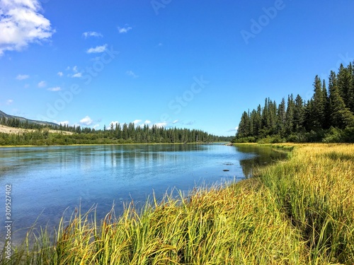 A view of the beautiful bow river in Alberta, Canada. It is a bright summer day with the surrounding forest reflecting off the blue water. Tall golden grass is in the foreground.