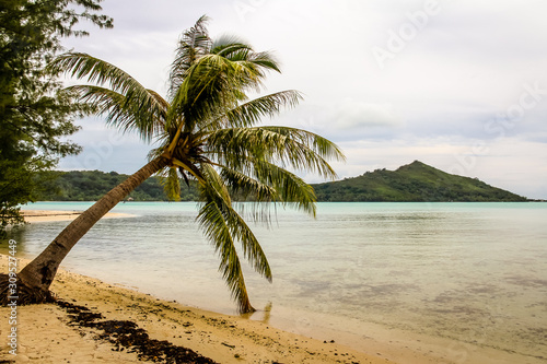 Fototapeta Naklejka Na Ścianę i Meble -  Palm tree on a motu island beach hanging over the aqua pacific ocean near Bora Bora, French Polynesia