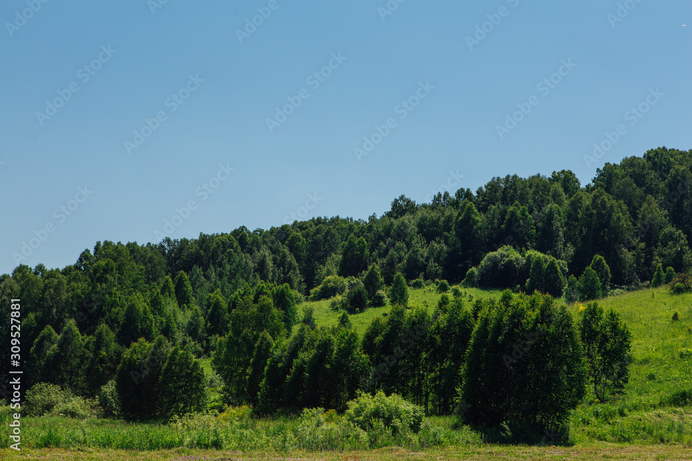 Summer green forest on the hill with clear blue sky