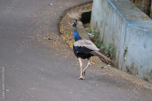 The royal beauty of the jungle. Peacock bird. Peacock or male peafowl with extravagant plumage. Beautiful peacock with eyespotted tail feathers. Wild peacock walking on footpath. photo