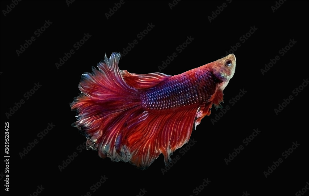 Fototapeta premium Siamese fighting fish isolated black background. Colorful freshwater fishes. Dark fancy thai betta super red spreading fin long tail dress swimming. Close up and focus selection with CLIPPING PATH