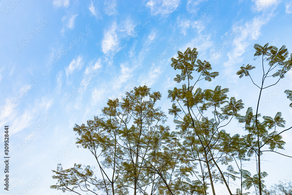 tree and sky