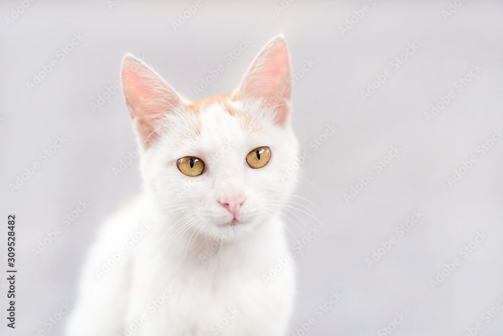 cat on a black background