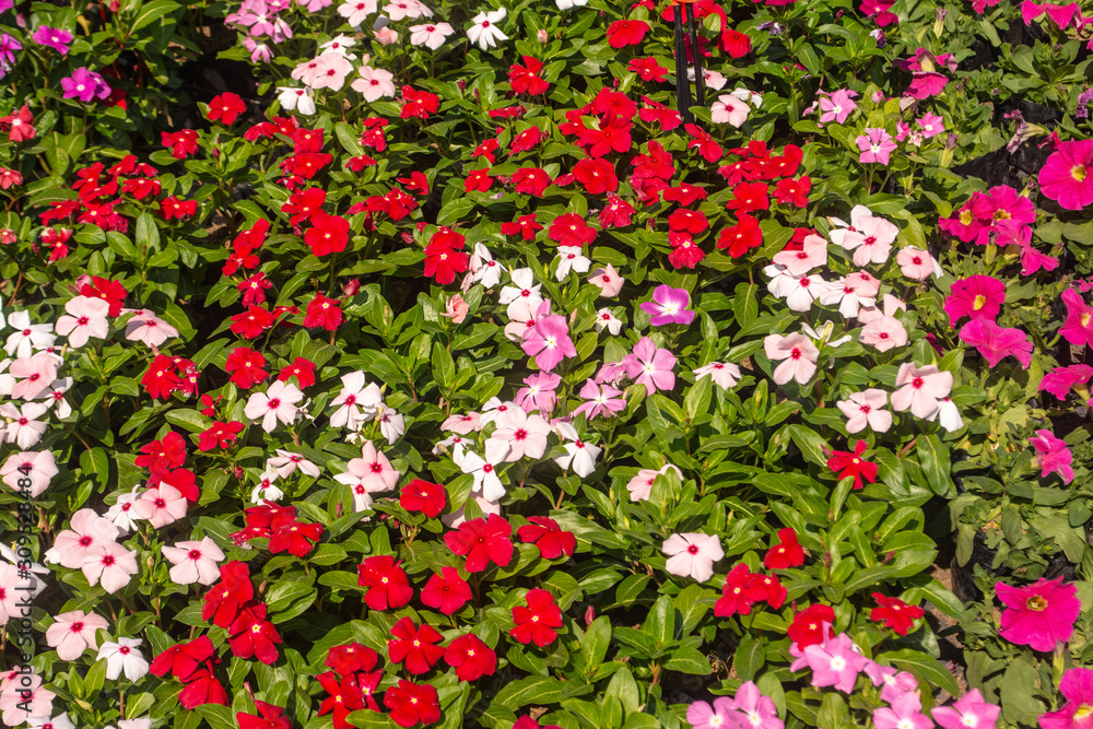 There are beautiful and colorful flowers in the garden Bangkok of Thailand