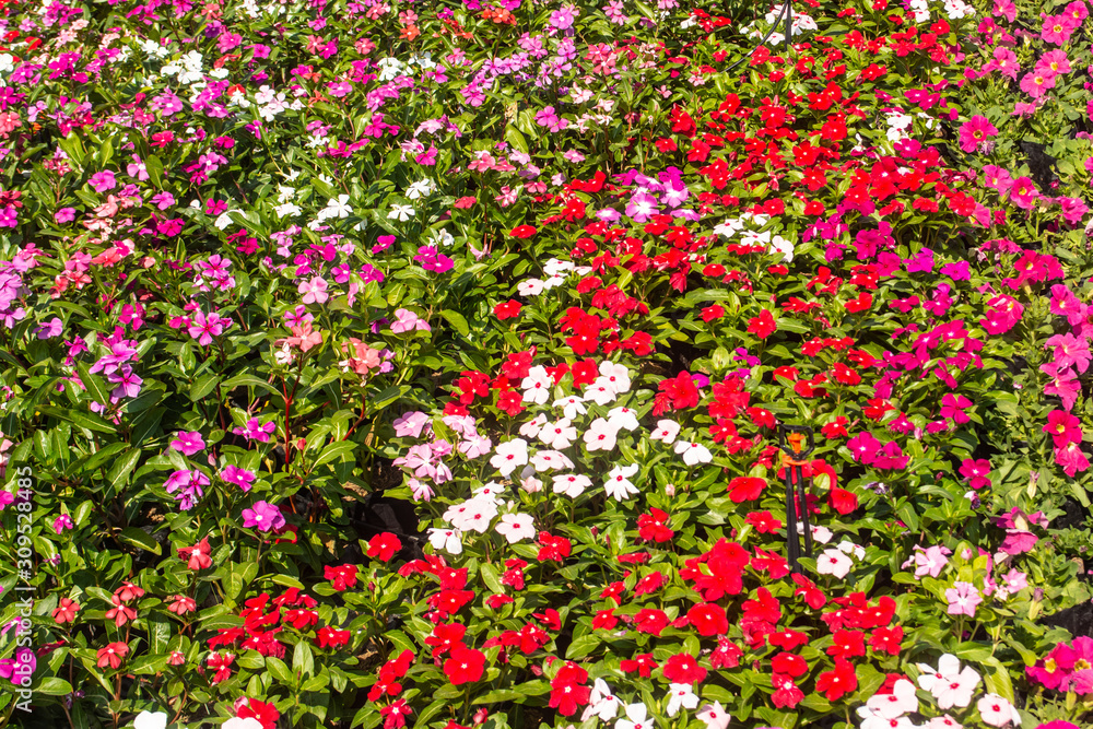 There are beautiful and colorful flowers in the garden Bangkok of Thailand
