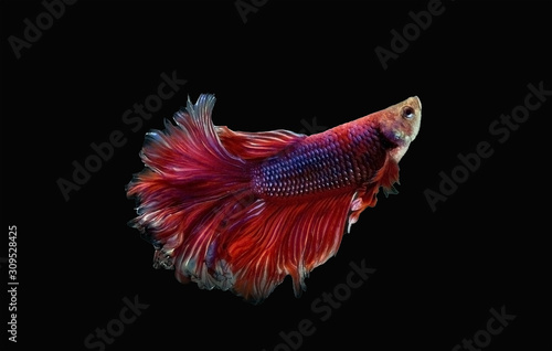 Siamese fighting fish isolated black background. Colorful freshwater fishes. Dark fancy thai betta super red spreading fin long tail dress swimming. Close up and focus selection with CLIPPING PATH