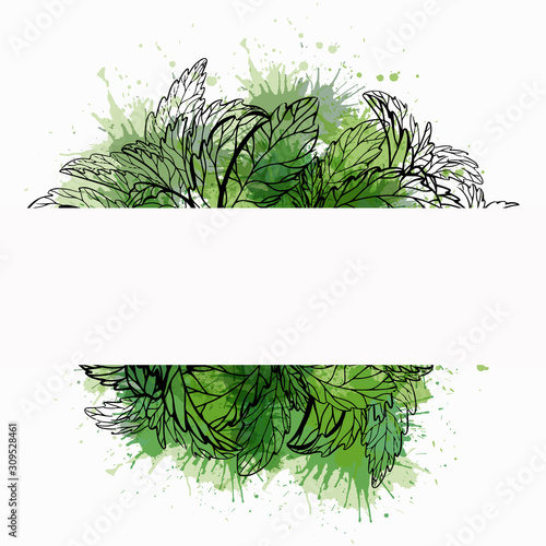 Organic product. Card with sketch of plants and green watercolor splash. Vector template for labels. Mint, stevia and basil. Vector outline medicine herbal drawing. Useful traditional medicine.