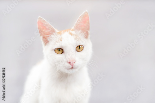 cat on a black background