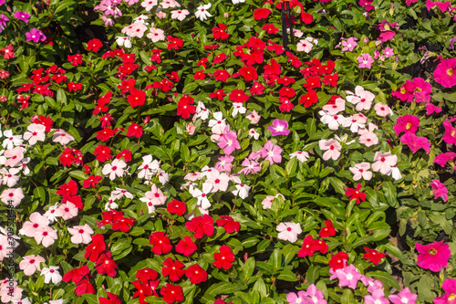 There are beautiful and colorful flowers in the garden Bangkok of Thailand © Thanaphon