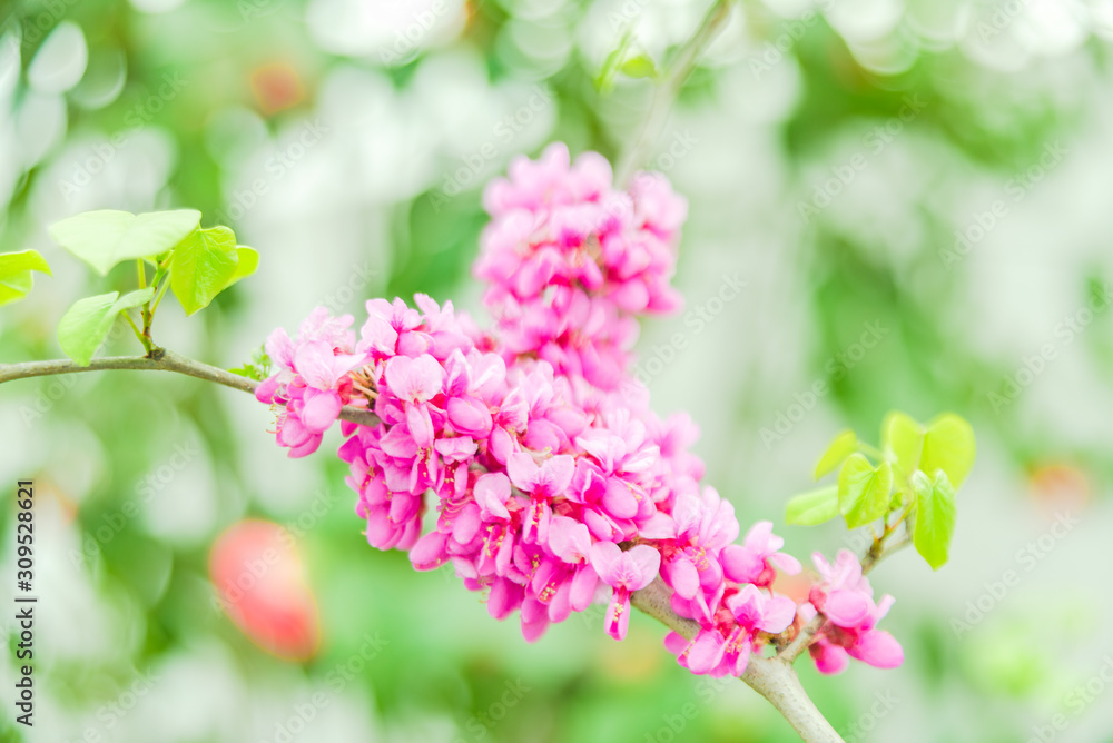 pink flowers in the garden pink flowers in the garden