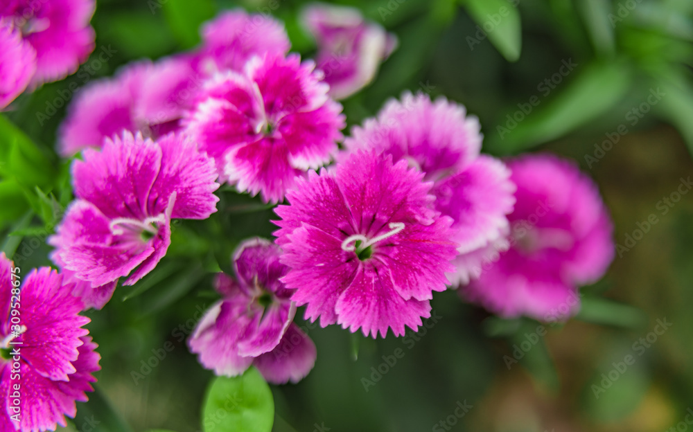 purple flower purple flower