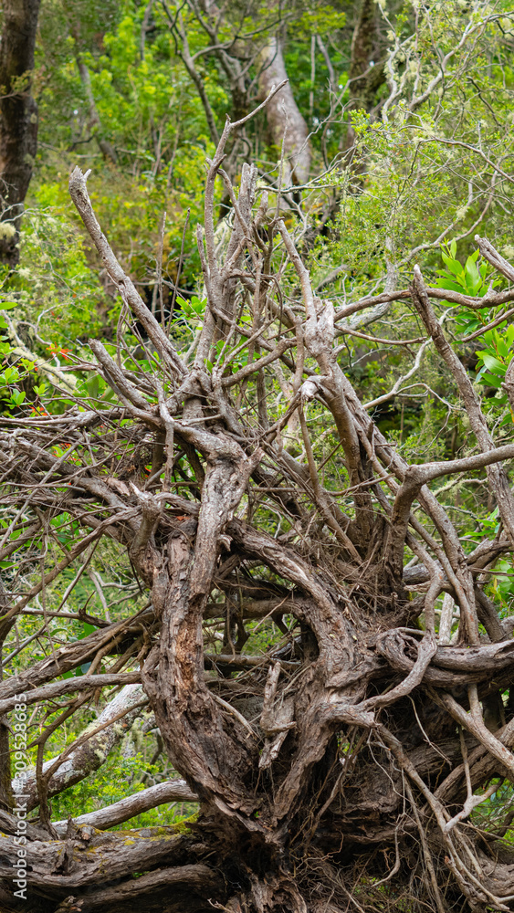 madera, árbol muerto,parque, aire libre, tierra, bosque, naturaleza, hojas, ramas,árbol madera, árbol muerto,parque, aire libre, tierra, bosque, naturaleza, hojas, ramas,árbol