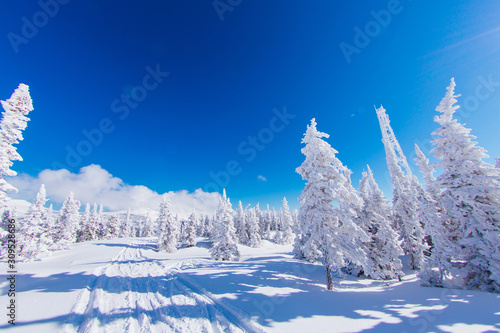 Beautiful winter landscape with snow covered trees and blue sky.