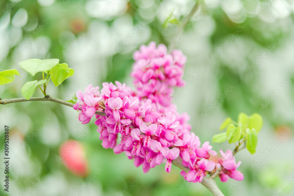 Obraz premium pink flowers