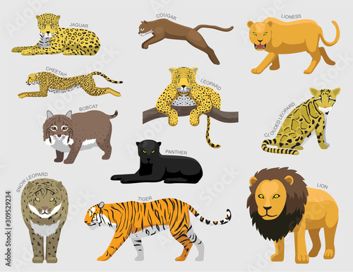 Feline Tiger Set Various Kind Identify Cartoon Vector-01