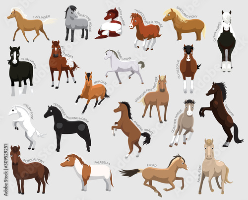 Vászonkép Horse Set Various Kind Identify Cartoon Vector
